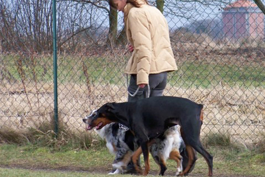 Cours de dressage canin en Essonne